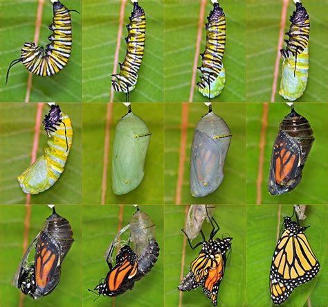 what is the first form of a butterfly figgerits